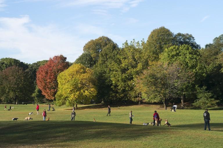 People walking dogs in Prospect Park, Brooklyn, NYC, USA.