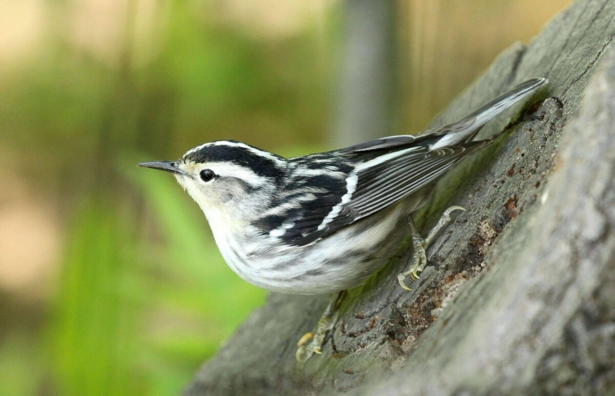 Spring Birding in New York City - Naturetrek