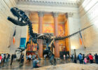 The American Museum of Natural History