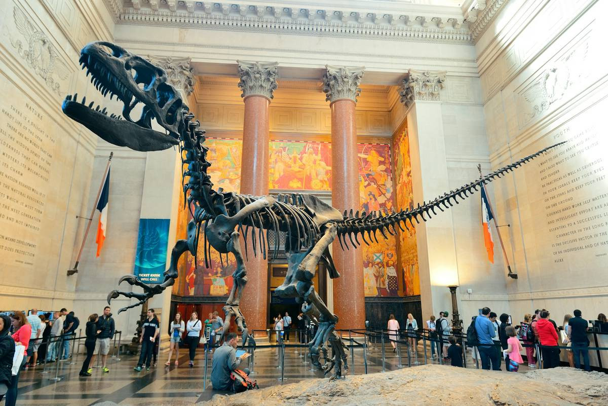 The American Museum Of Natural History: Well Worth The Natural History ...