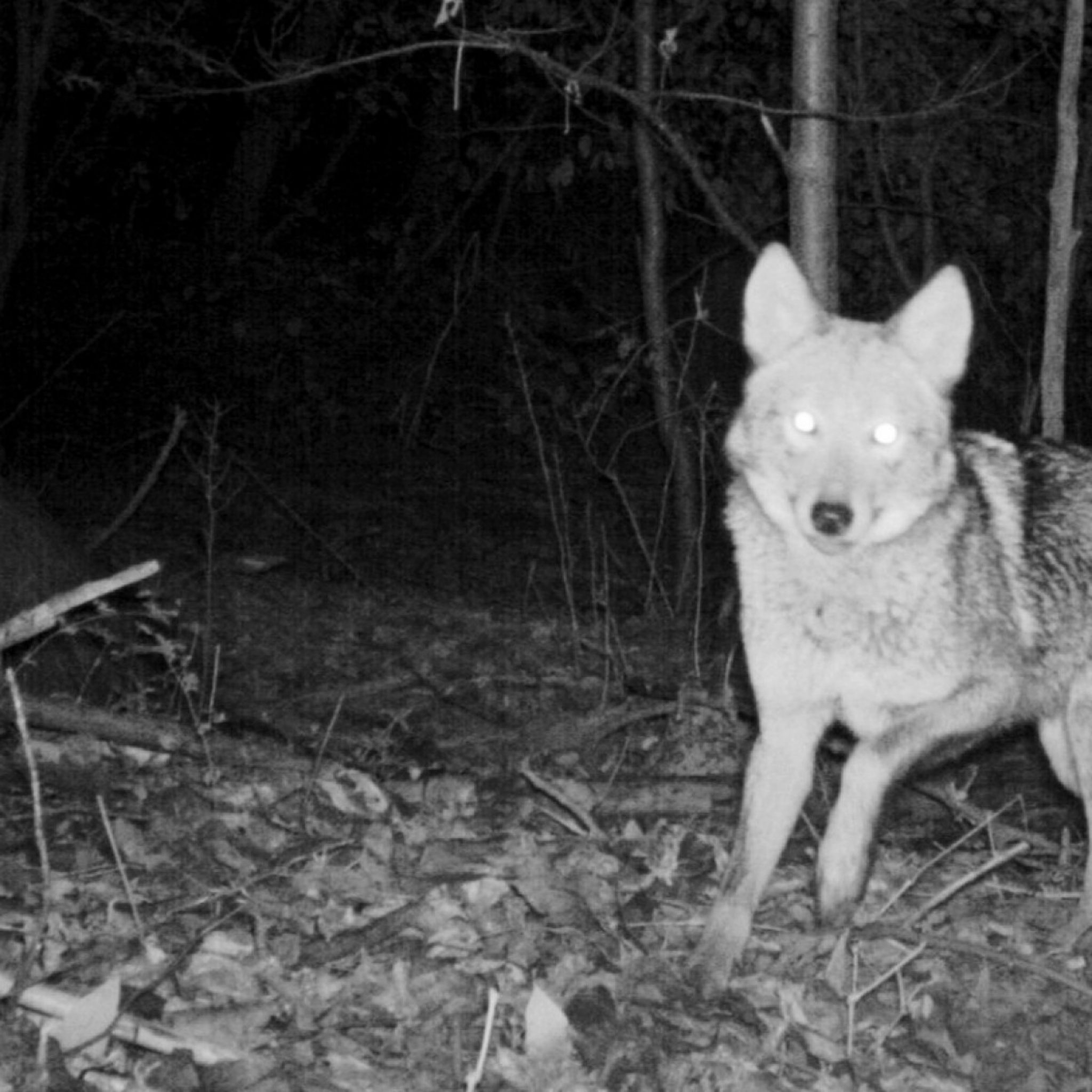 Wild Animals Conquer New York When a Coyote Suddenly Crosses Your Path